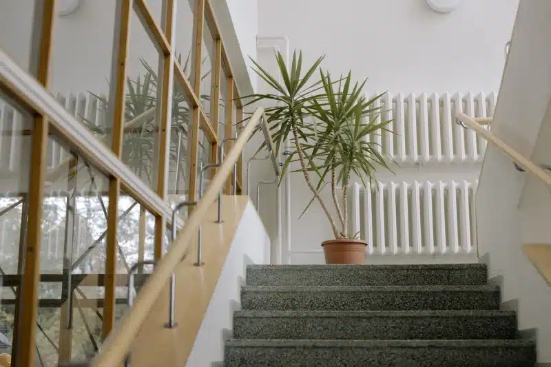 bomen binnen in huis yucca