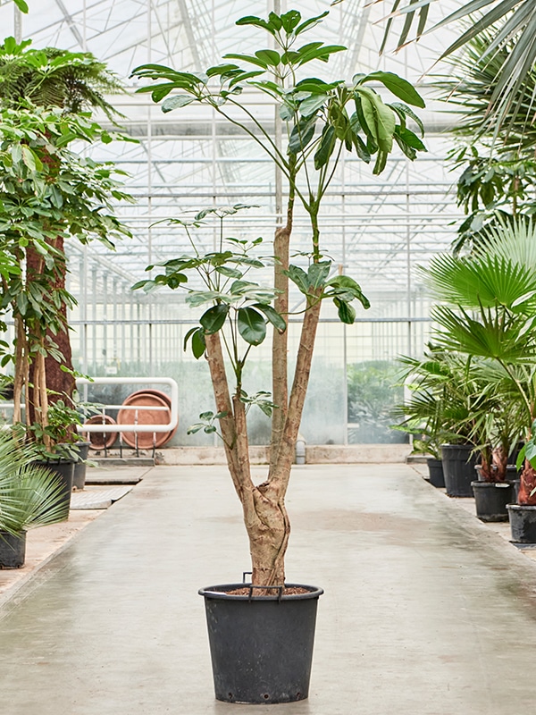 bomen voor binnen in huis Schefflera