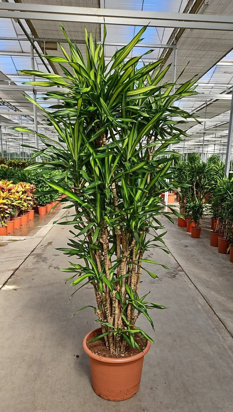 boom binnen in huis dracaena fragrans