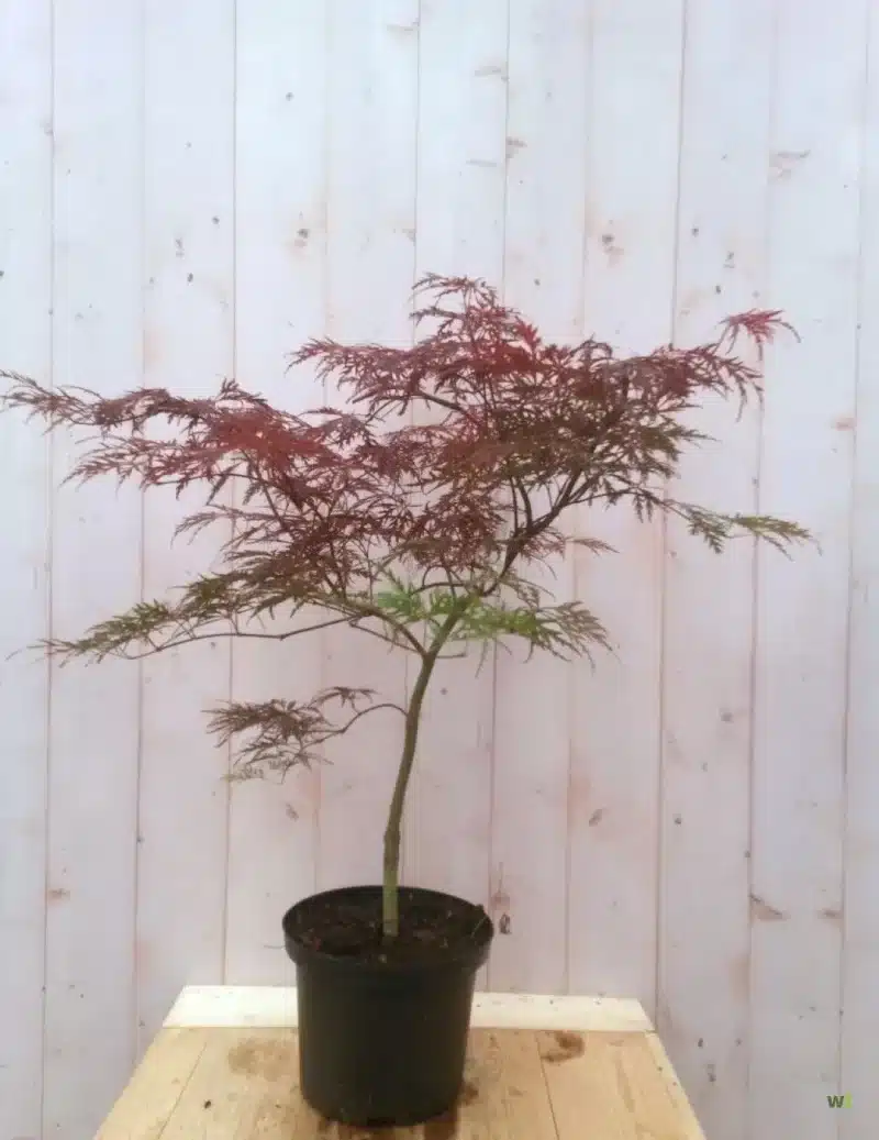 boom binnen in huis japanse esdoorn