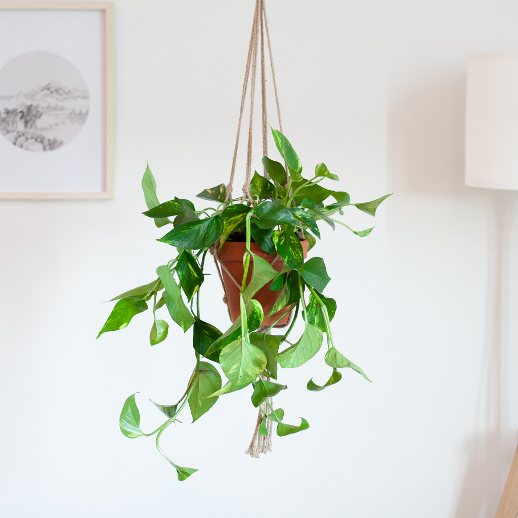 Hangplant voor binnen - Epipremnum Pinnatum Aureum