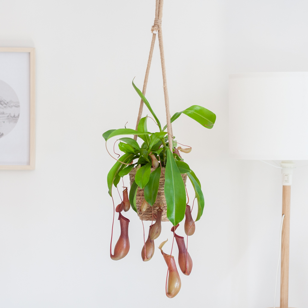 hangplant binnen Nepenthes Alata